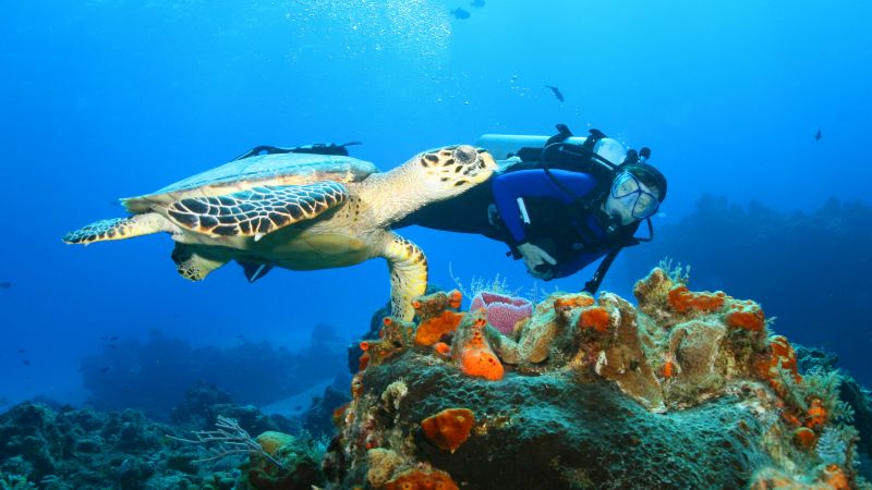 Destination Croisières Mexique Cozumel 