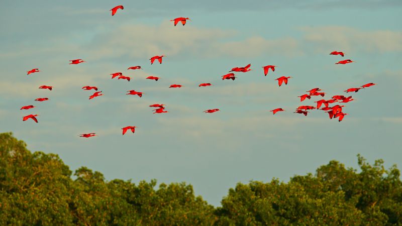 Destination Croisières Trinité-et-Tobago Port of Spain 