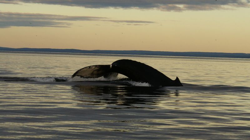 Destinations Croisières Tadoussac