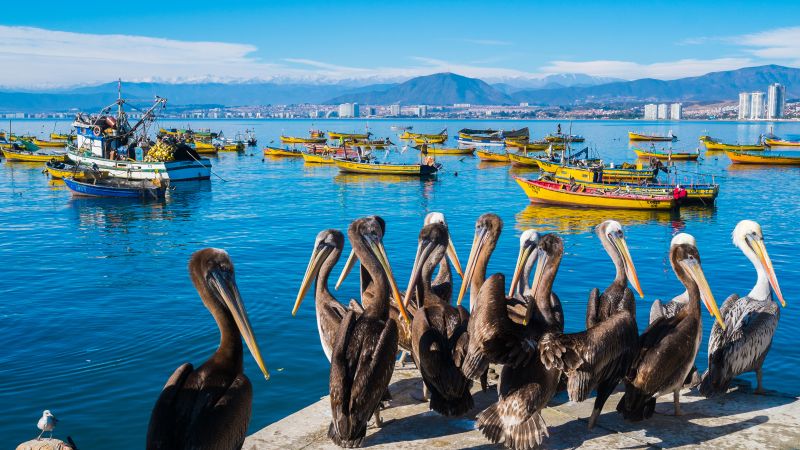 Destination Croisières Coquimbo 