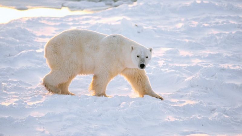 Cercle polaire Arctique