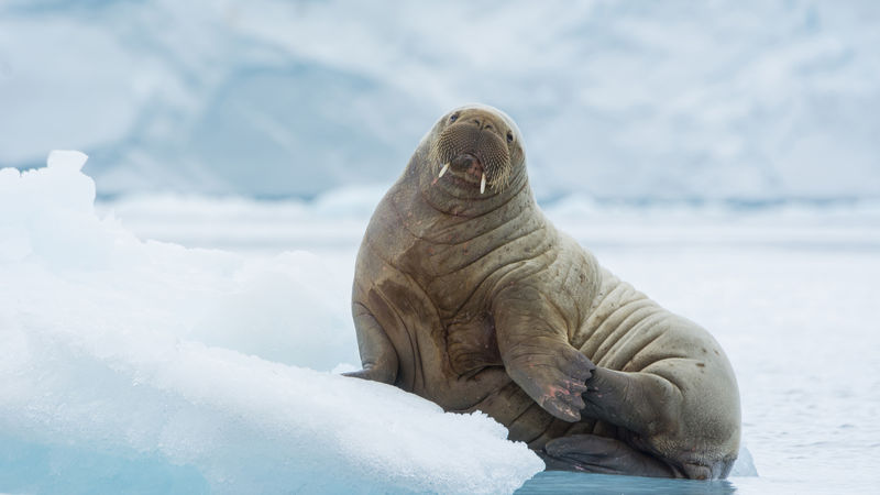 Destination Croisières Nord-Est du Svalbard 