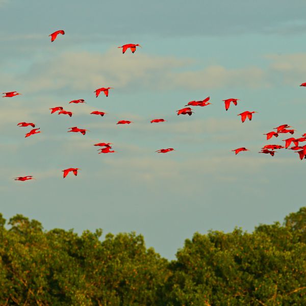 Destination Croisières Trinité-et-Tobago Port of Spain 