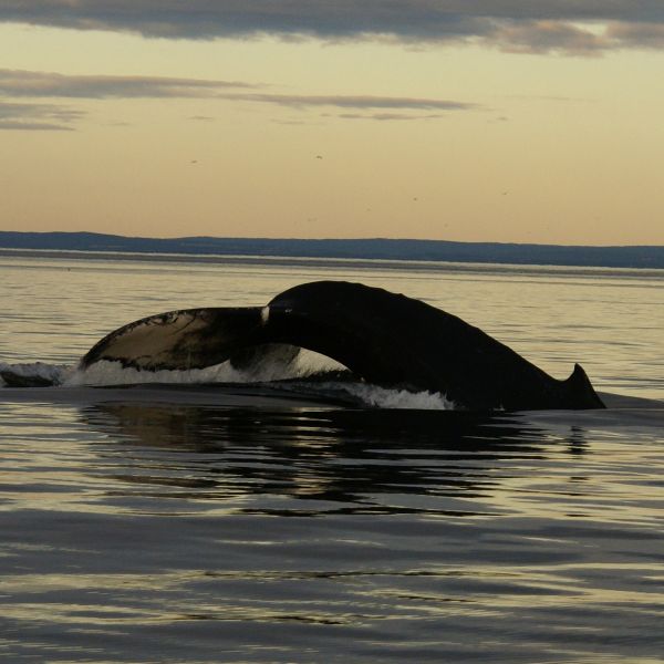 Destinations Croisières Tadoussac