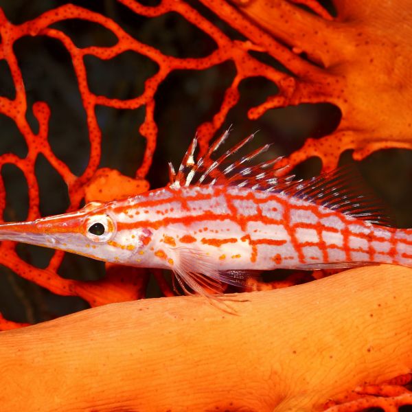 Destinations Croisières Honiara