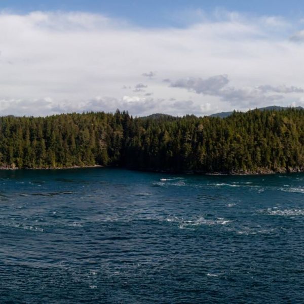 Scenic cruising Johnstone Strait