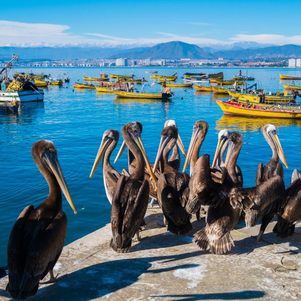 Destination Croisières Coquimbo 