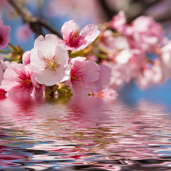 Destinations Croisières Maizuru 