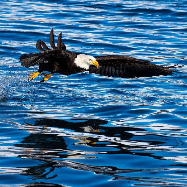 Destinations Croisières Haines 