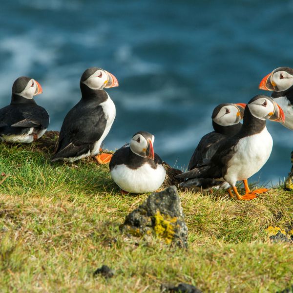 Destinations Croisières Île de Grimsey