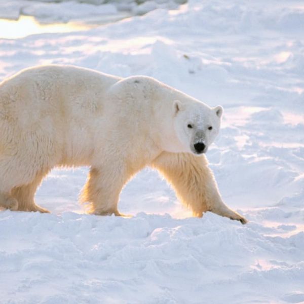 Cercle polaire Arctique