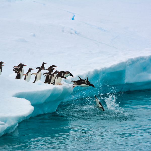 Destination Croisières Géorgie du Sud & les îles Sandwich du Sud  