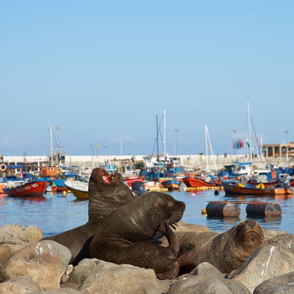 Destination Croisières Iquique
