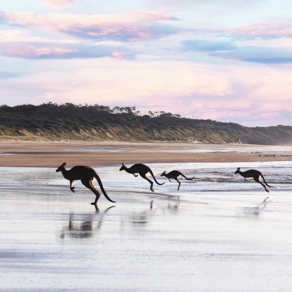 Destinations Croisières Île Kangourou