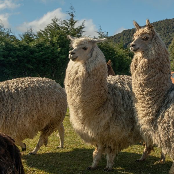 Destination Croisières Puerto Montt  